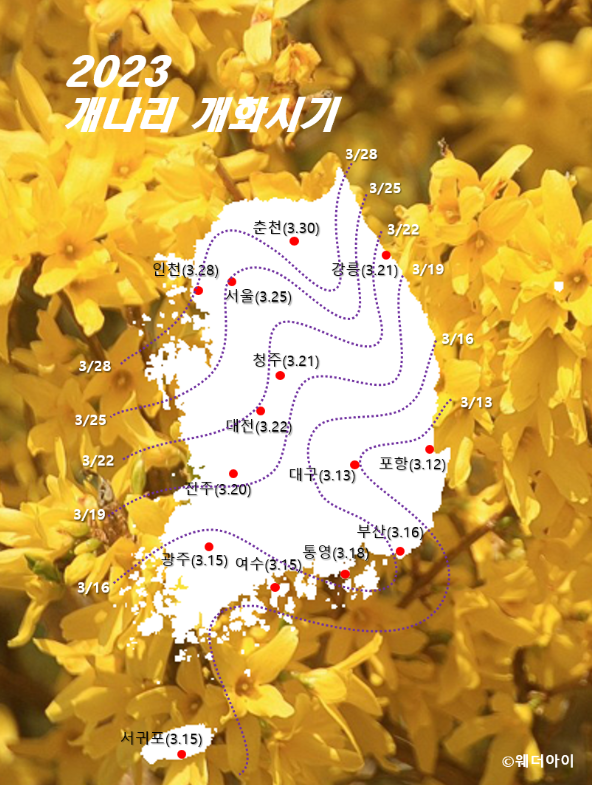 개나리 꽃-/-출처:-Weather Eye