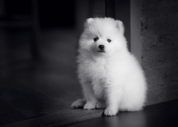 귀여운-스피츠-강아지-흑백-사진