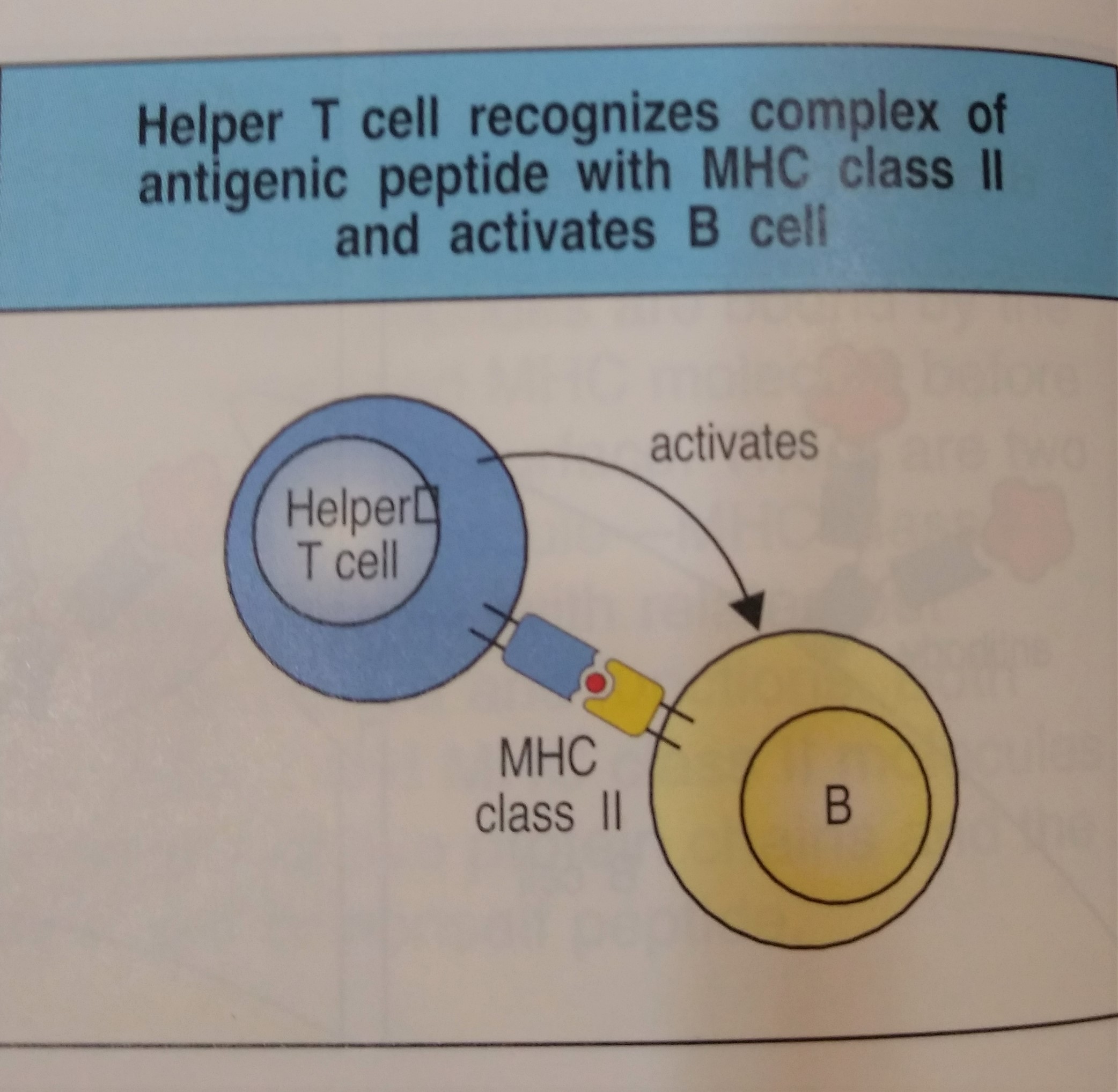 MHC class 2