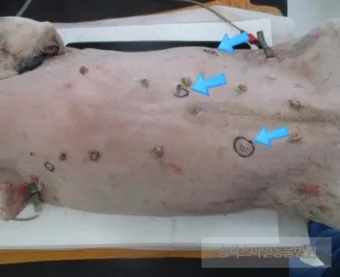 강아지 쥐젖 사마귀 지방종 증상 치료법_22