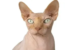개