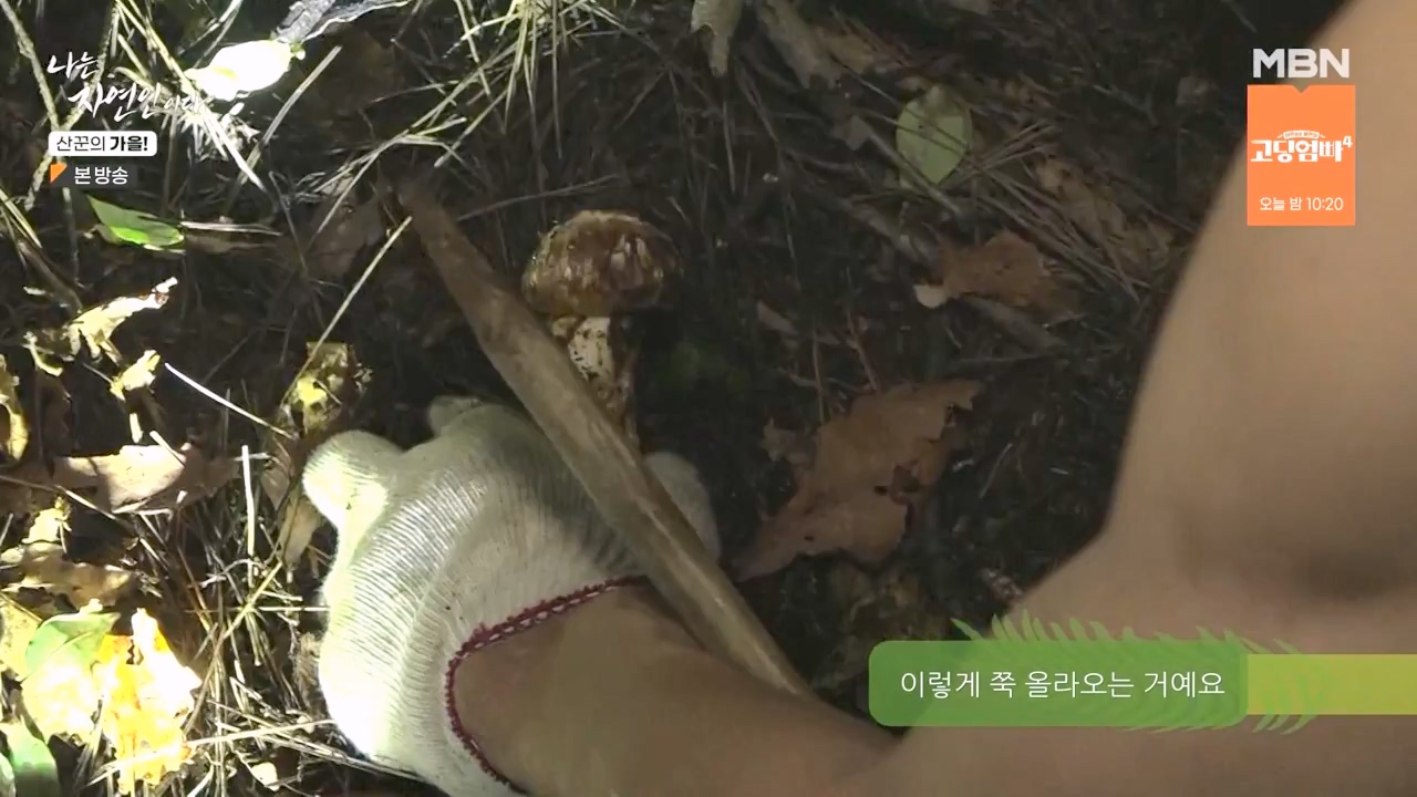 나는 자연인이다.E574.231005p-NEXT.mp4_20231005_200545.757.jpg