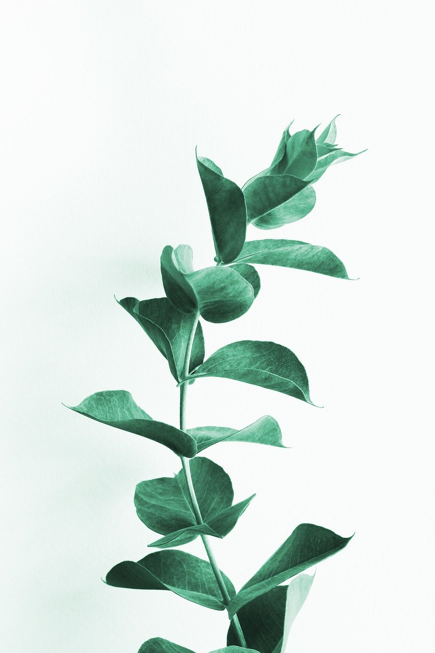  추억, 유칼립투스(Eucalyptus)
