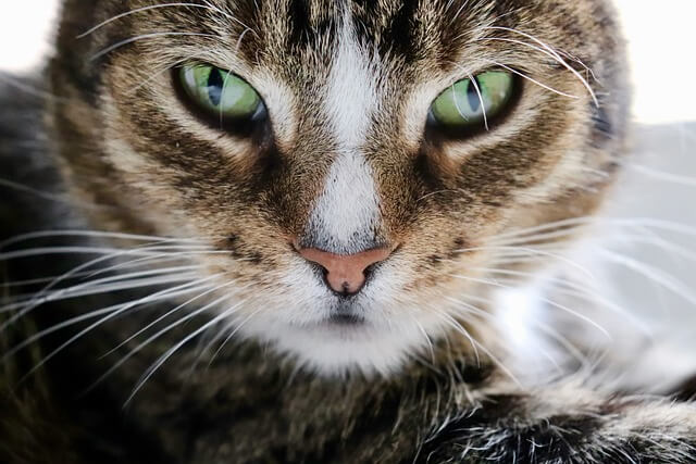 고양이꿈&amp;#44; 고양이 나오는 꿈&amp;#44; 고양이꿈해몽&amp;#44; 고양이 나오는 꿈해몽 흉몽?