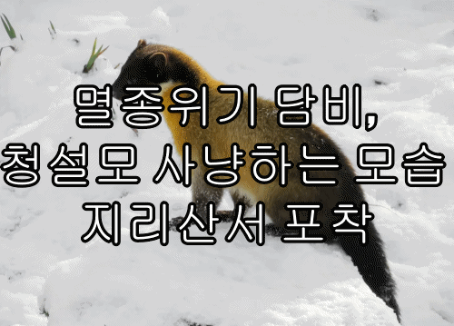  멸종위기 담비, 청설모 사냥하는 모습 지리산서 포착