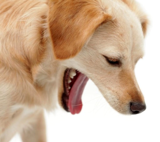 강아지 소화불량 증상 5가지 및 강아지 소화제 먹이면 좋은 것