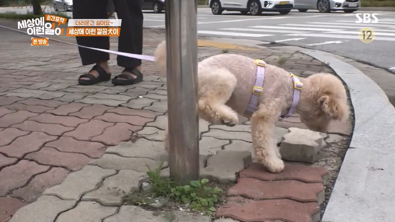 순간포착 세상에 이런일이.E1243.230827p-NEXT.mp4_20230827_173824.966.jpg