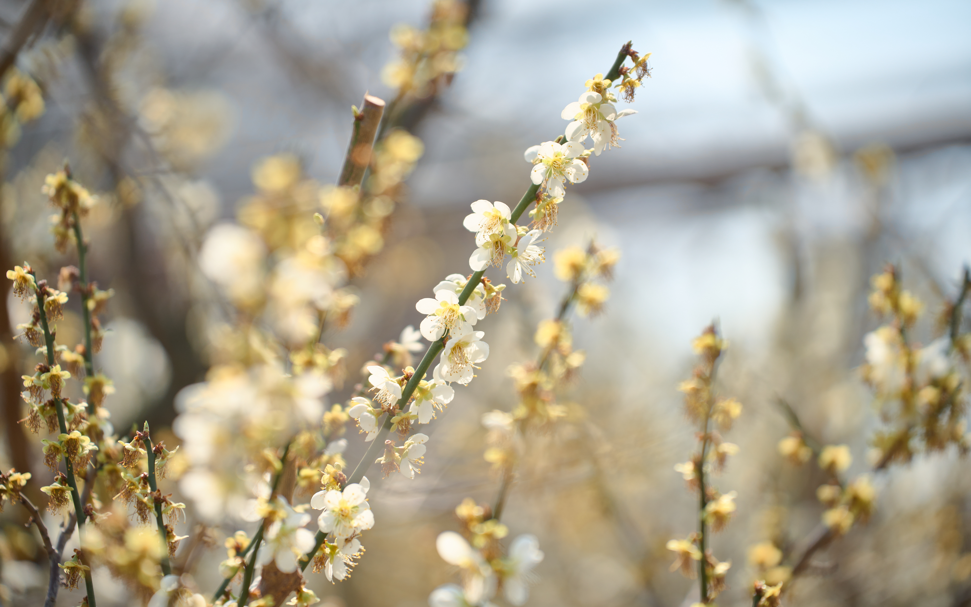 기장매화원 매화축제 55
