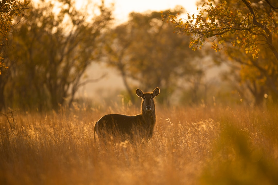 Conservation
