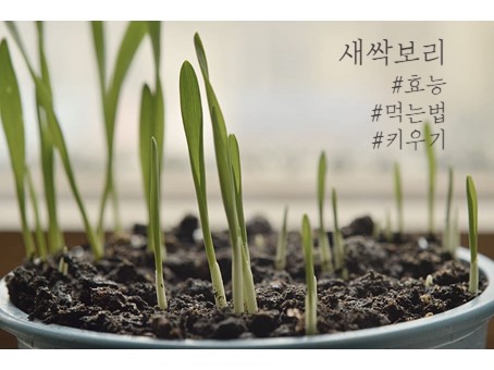  새싹보리 효능 및 키우는 법