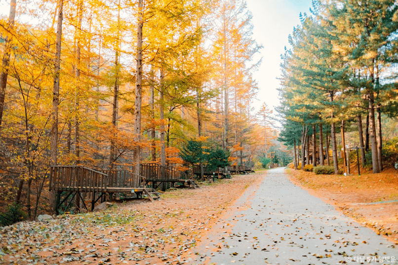 국립 청옥산 자연휴양림