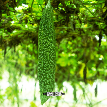 여주 영양성분