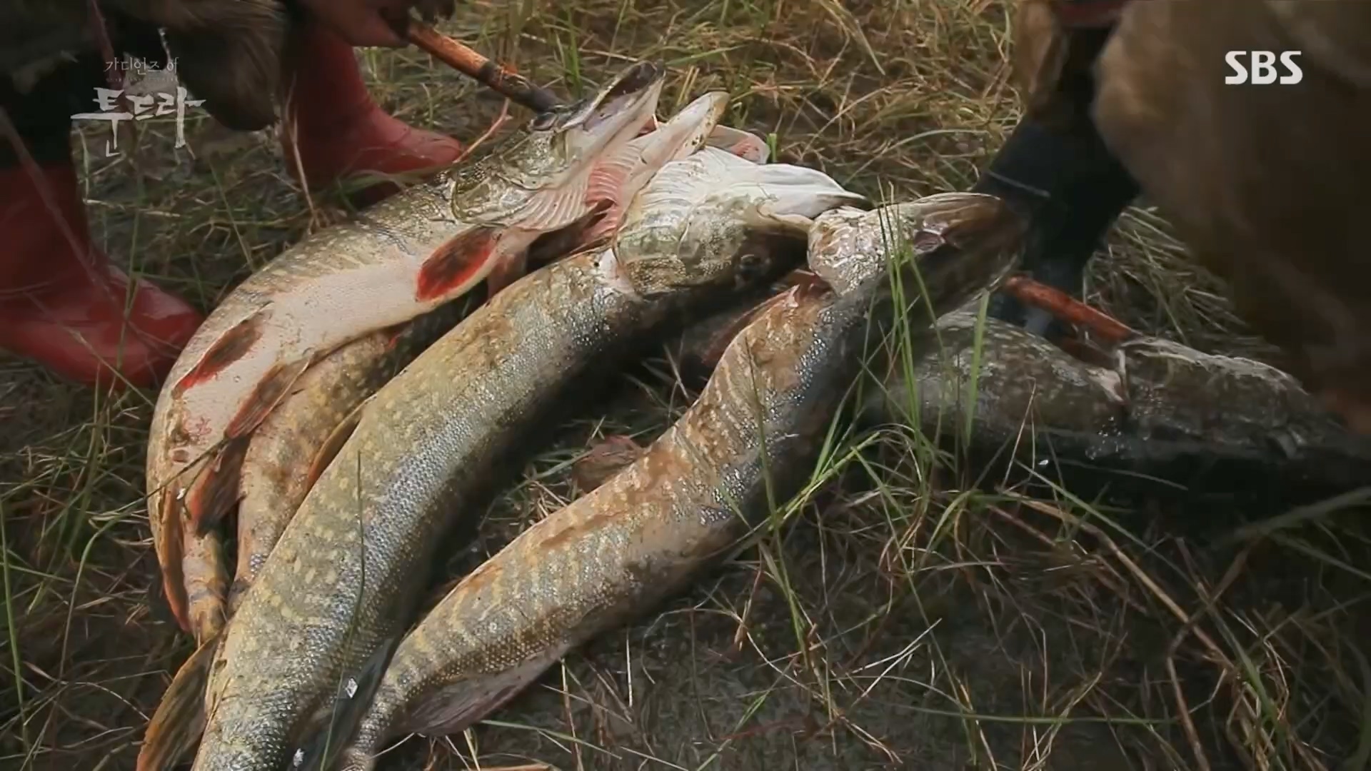 일요 특선 다큐멘터리.E313.230423p.H264-F1RST.mp4_20230423_142710.971.jpg