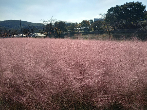 핑크 뮬리