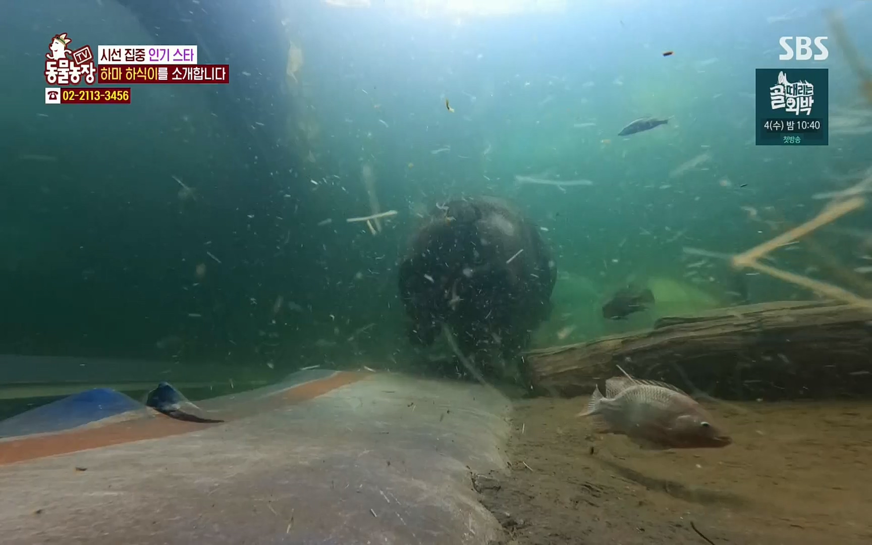 TV 동물농장.E1067.220501p.H264-F1RST.mp4_20220501_184952.884.jpg