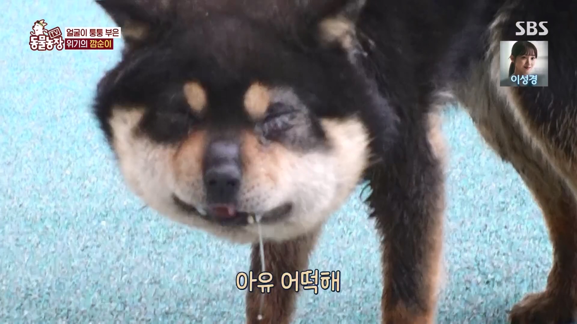 TV 동물농장.E1118.230423p.H264-F1RST.mp4_20230423_181129.940.jpg