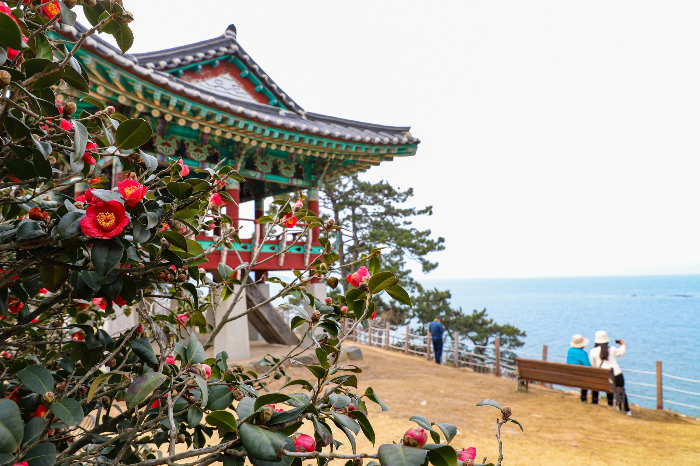 서천 동백꽃 주꾸미 축제