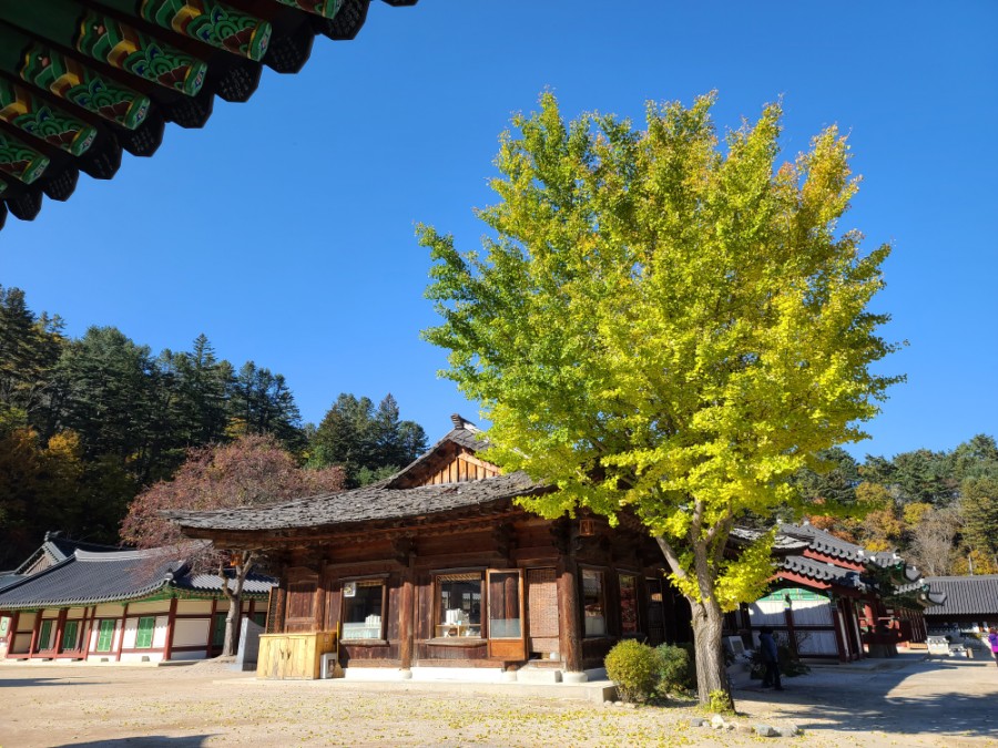 백담사 단풍 멋지다 ( 셔틀버스안내 ) 강원도 인제 여행 / 설악산 39