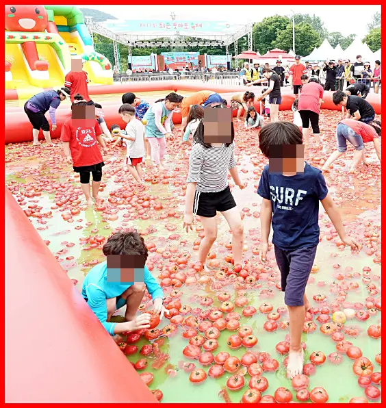 광주 토마토 축제