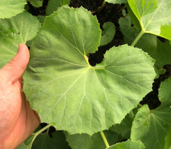 생방송 투데이의 매력과 머위 주문 정보 3 Image