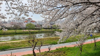 벚꽃 명소