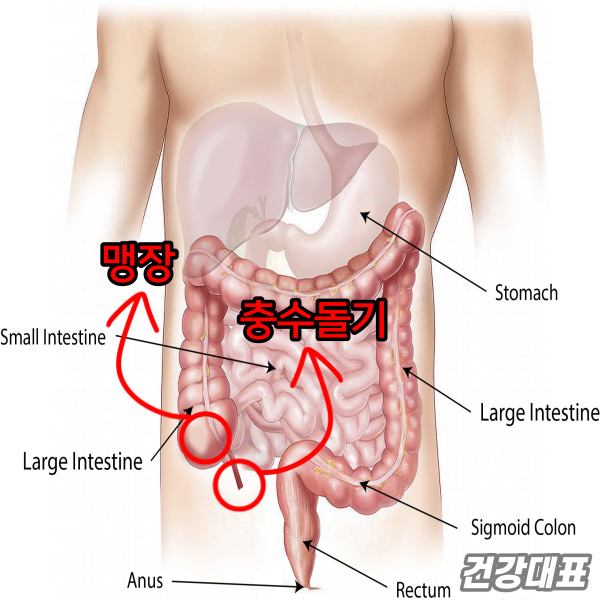 맹장과 충수돌기 위치