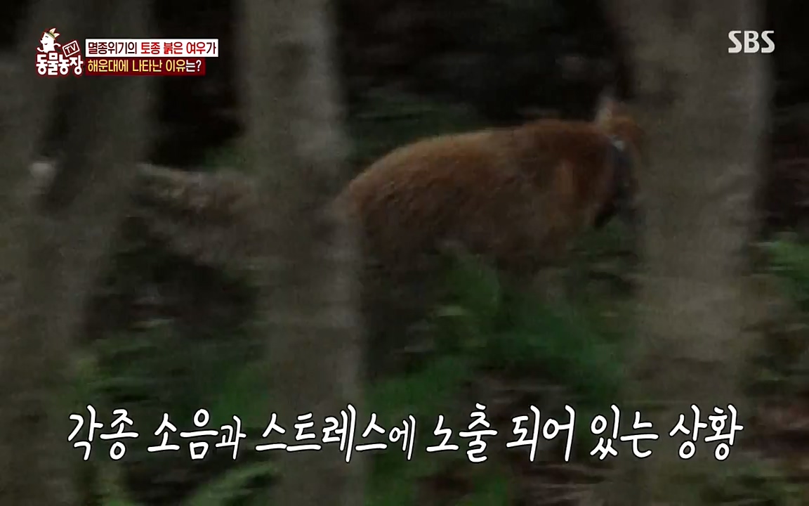 TV 동물농장.E1079.220725p-NEXT.mp4_20220724_151957.119.jpg