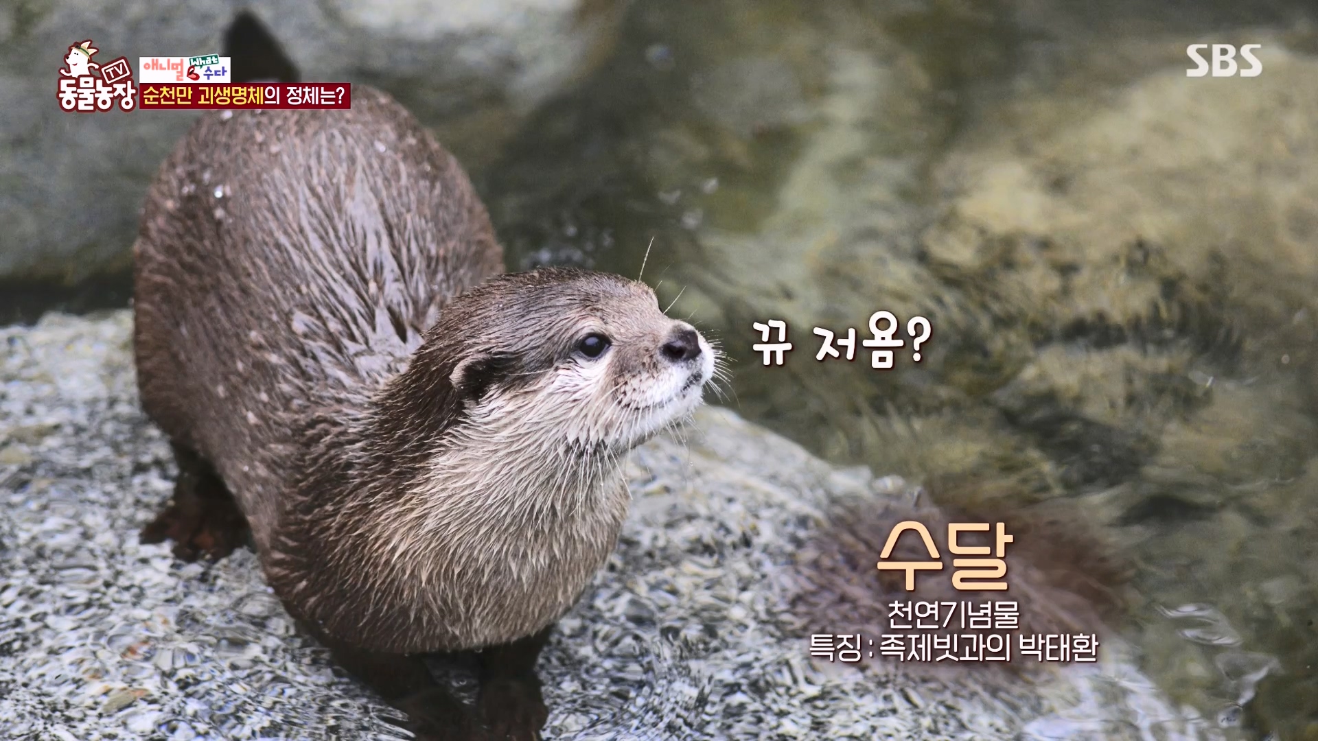 TV 동물농장.E1164.240324p-NEXT.mp4_20240324_170357.846.jpg