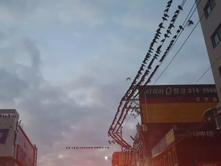 최근 경기도 오산 까마귀떼 상황.jpg