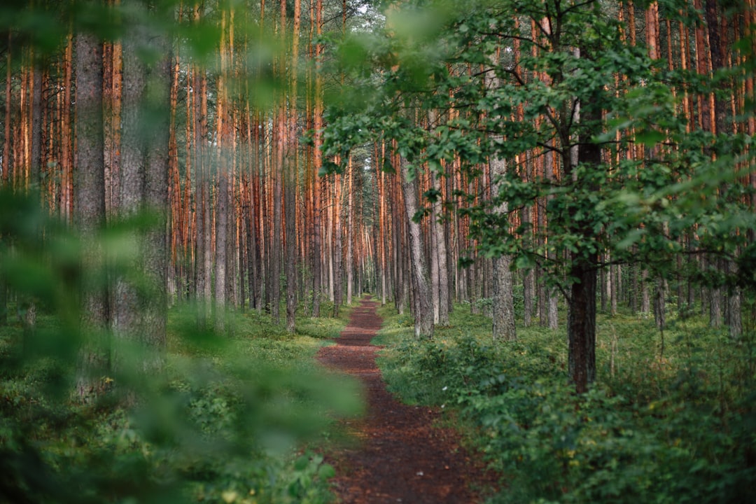 'Path'