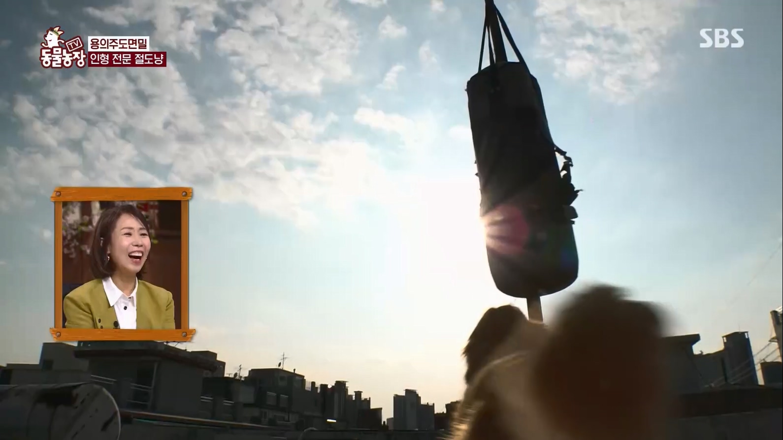 TV 동물농장.E1127.230702p.H264-F1RST.mp4_20230704_212705.636.jpg