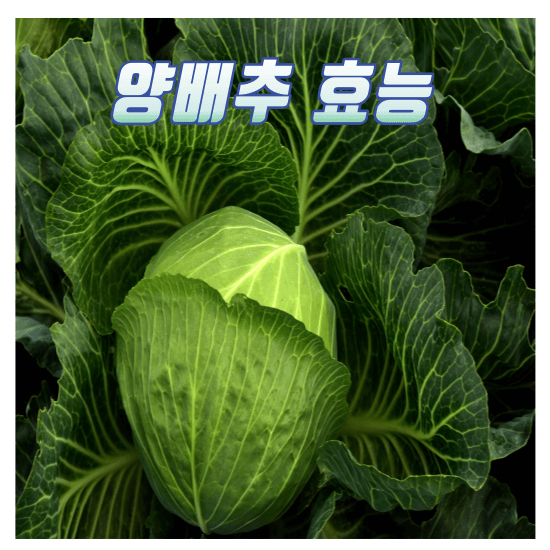 양배추 효능과 효과, 요리방법
