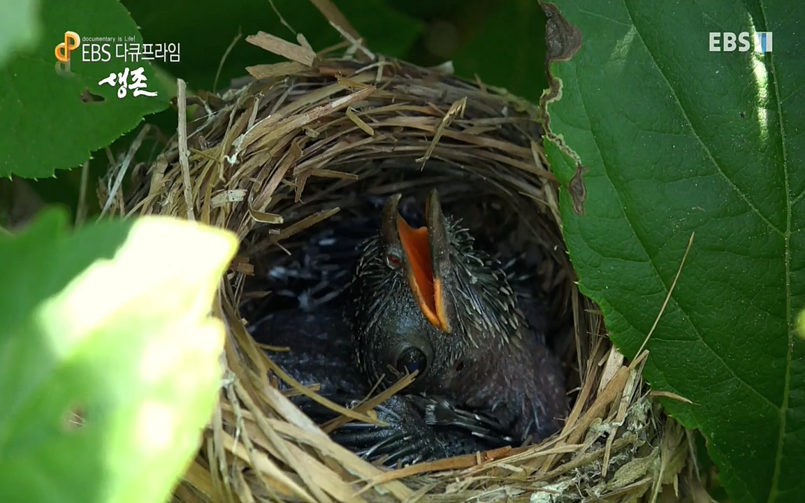 생존 3부_ EBS 다큐프라임_ 220629.avi_20220701_210754.619.jpg