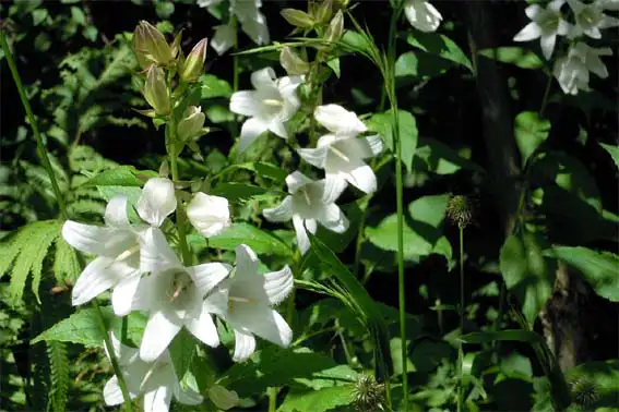 흰색-도라지꽃