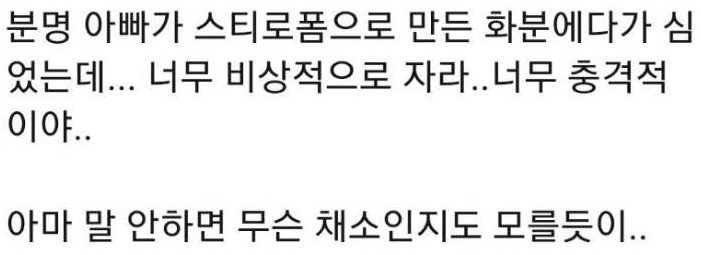  아빠가 키우는 채소가 과하게 잘자람