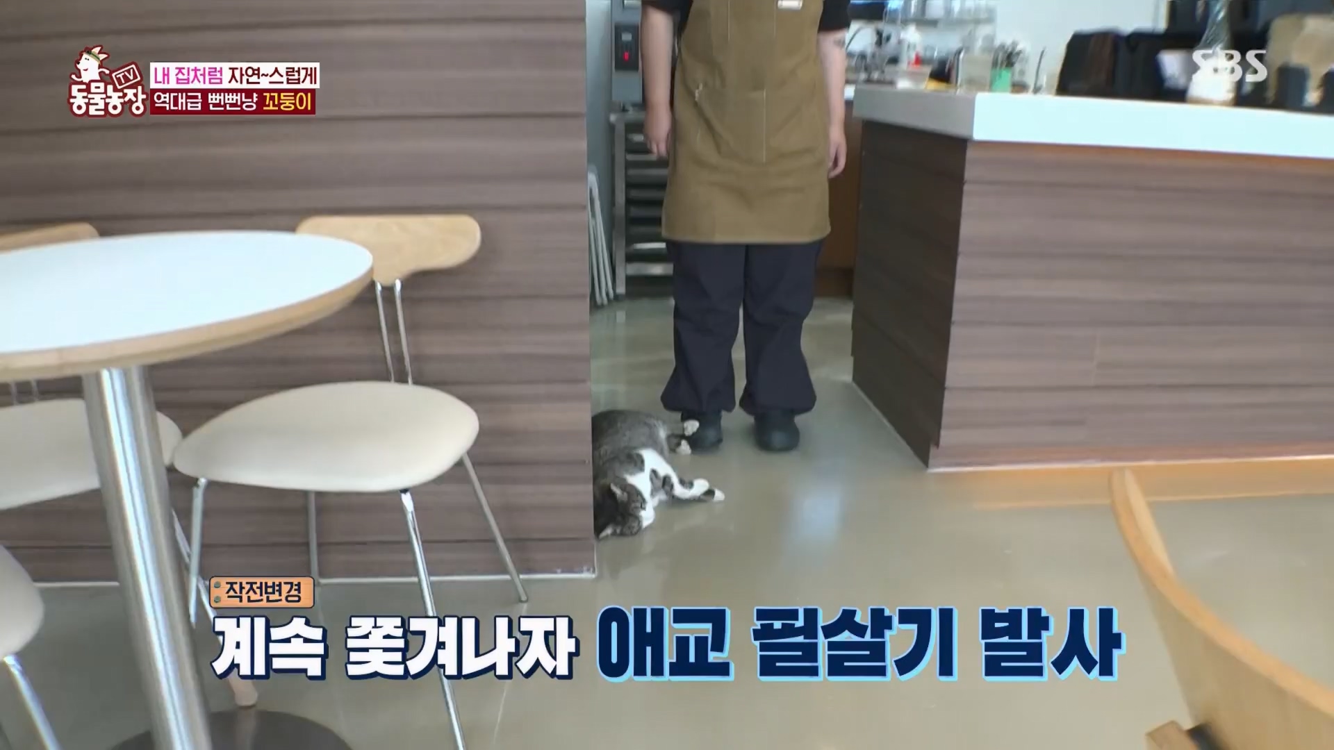 TV 동물농장.E1159.240218p.H264-F1RST.mp4_20240218_170006.306.jpg