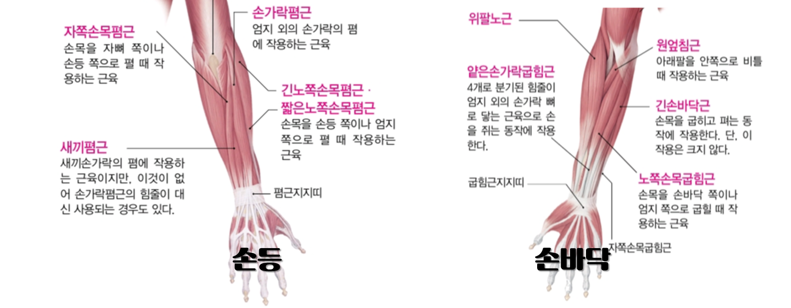  전완근 해부학적 구조와 헬스 운동(상완요골근/위팔노근/팔뚝)