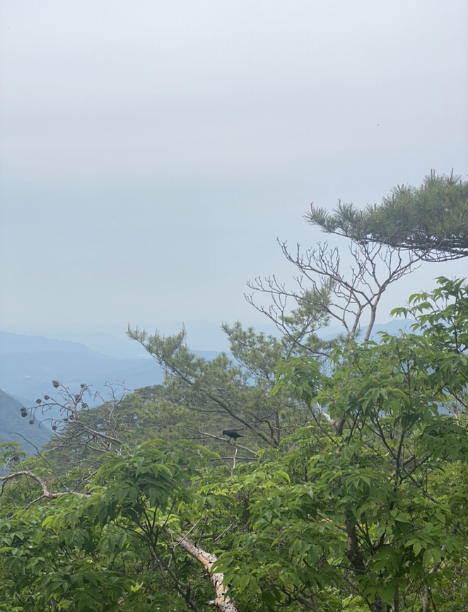 여름산으로 추천하는 괴산 칠보산(778m) 숲속을 거니는 듯 시원해 34