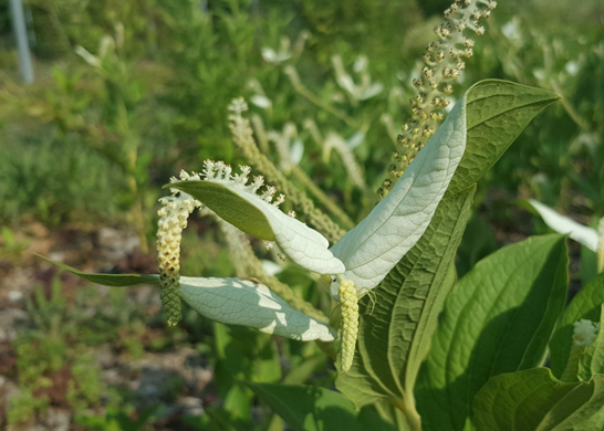 삼백초