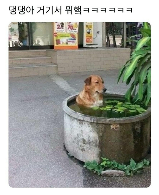  댕댕아 거기서 뭐하니ㅋㅋㅋㅋㅋㅋㅋ