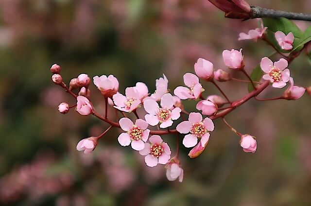 분홍빛 봄꽃