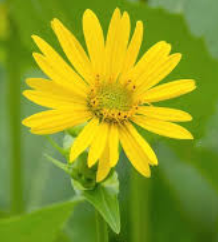  컵 플랜트 (CUP PLANT) 효능 및 부작용,  섭취법은?