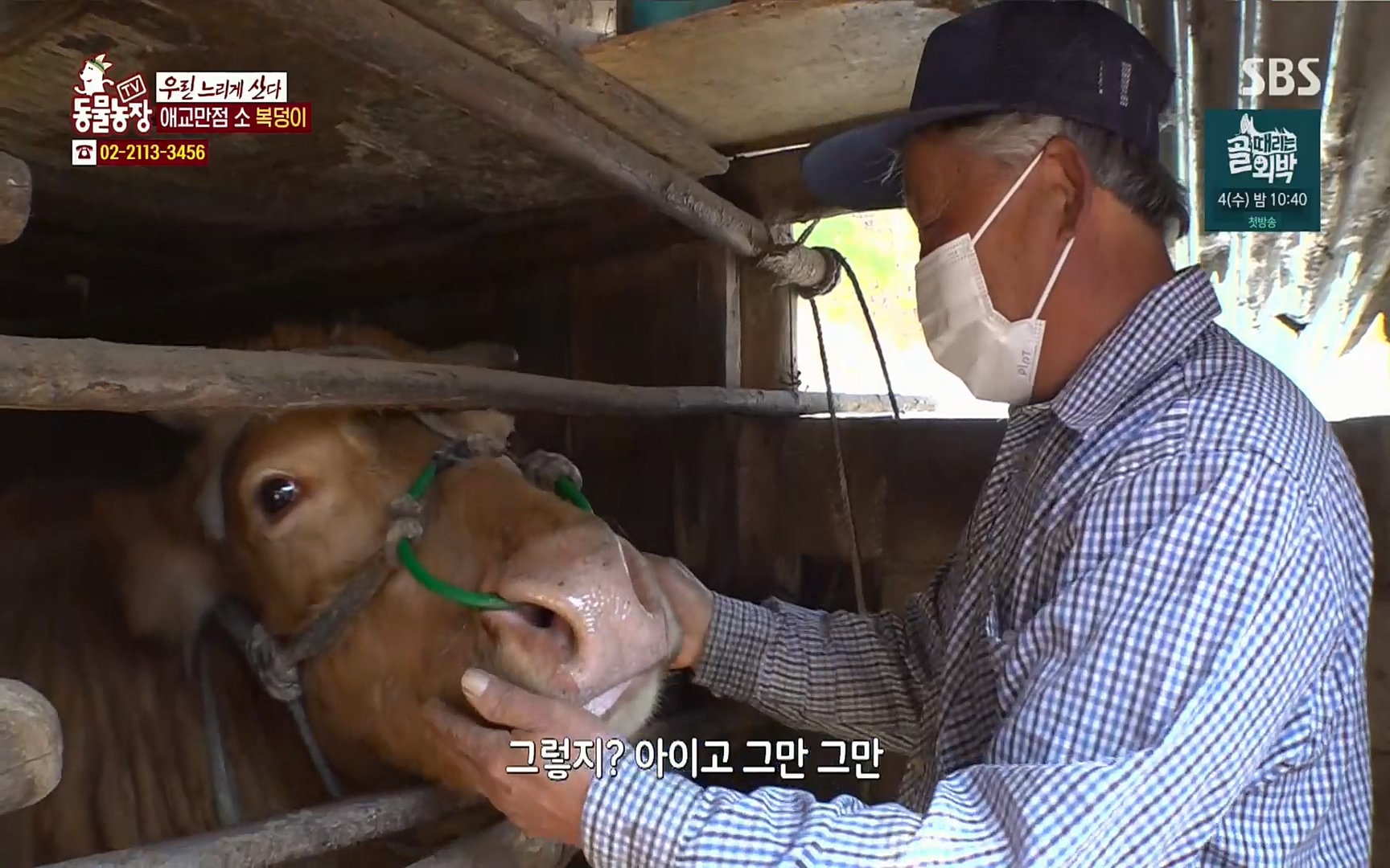TV 동물농장.E1067.220501p.H264-F1RST.mp4_20220501_183559.743.jpg