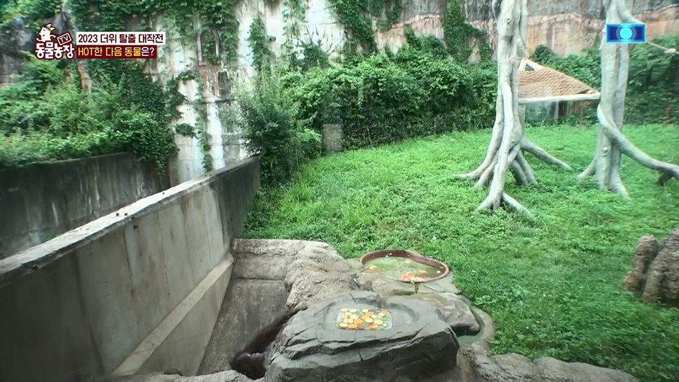 TV 동물농장.E1129.230716p.H264-F1RST.mp4_20230716_183632.225.jpg