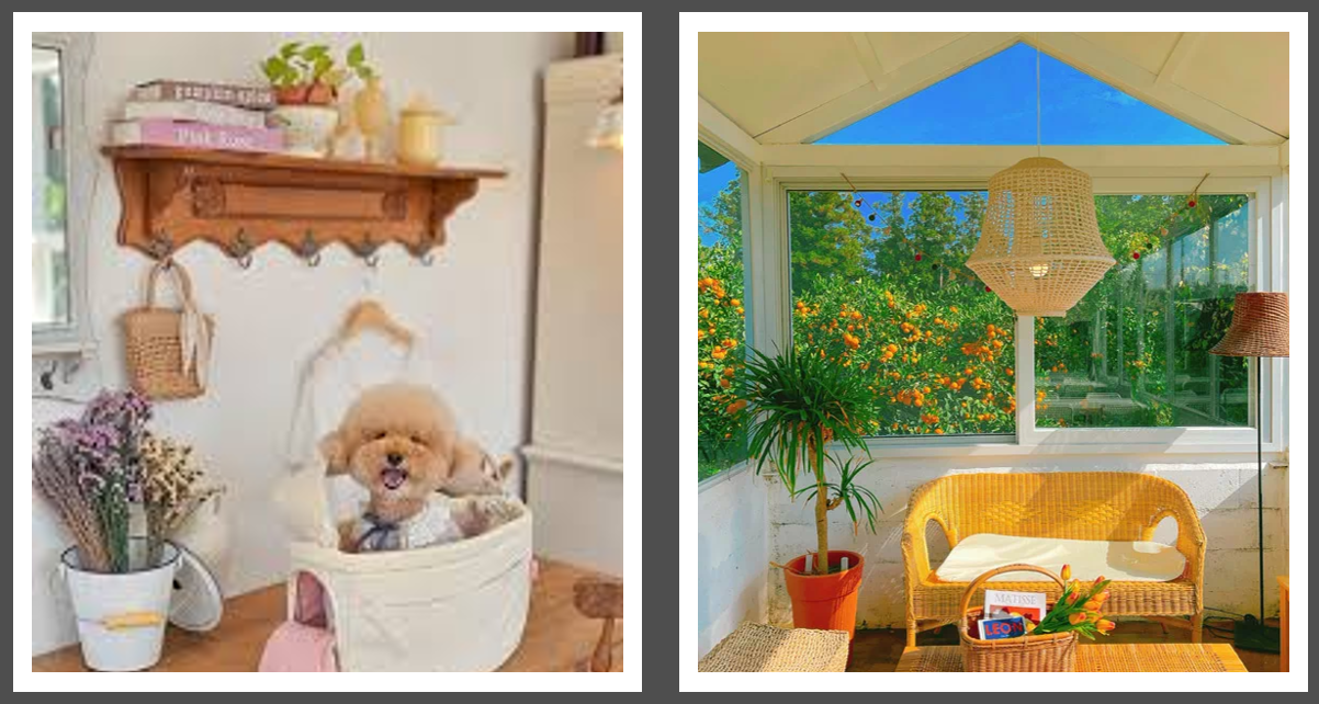 제주에인감귤밭 (제공 : 인스타그램)