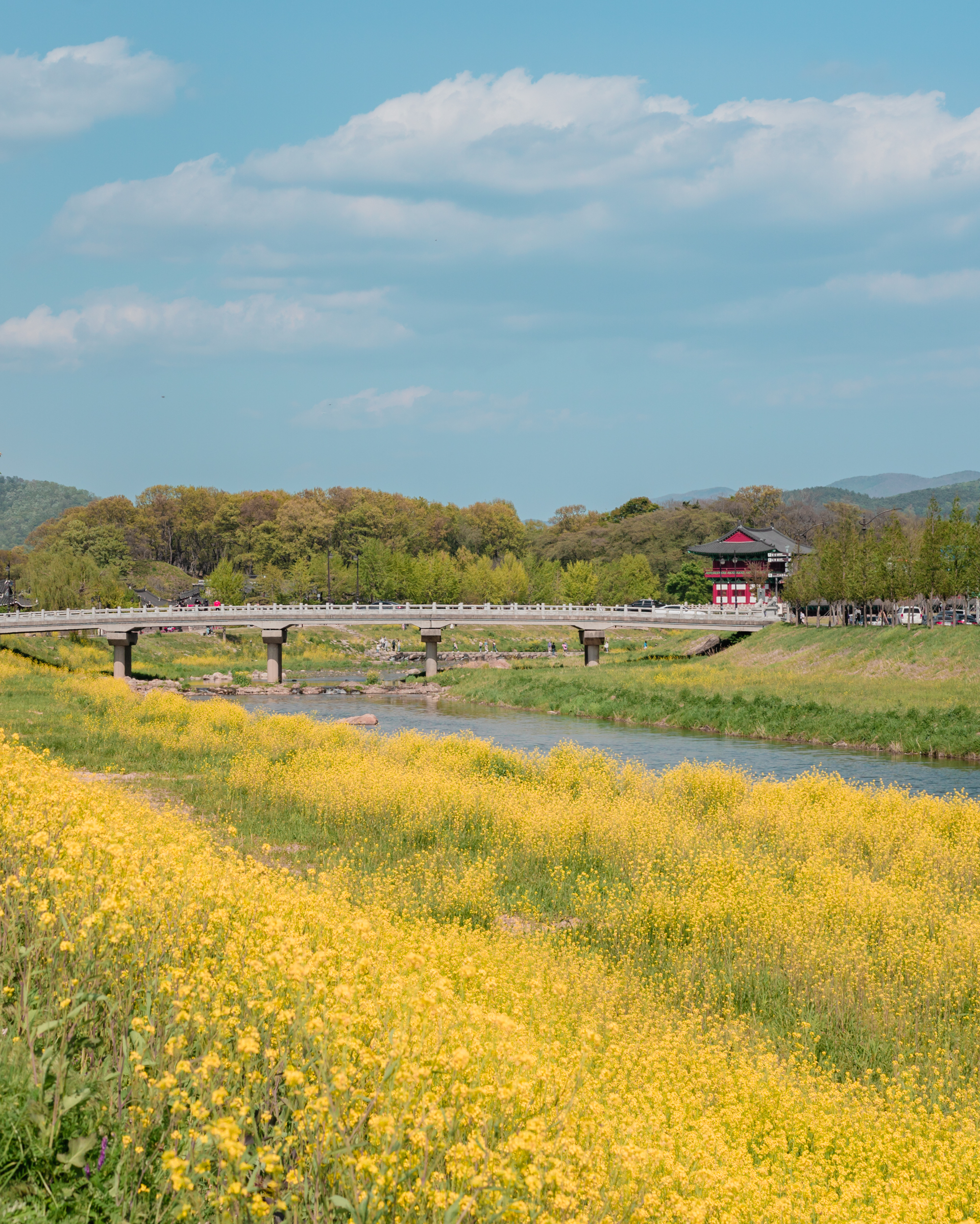 경주 유채꽃밭