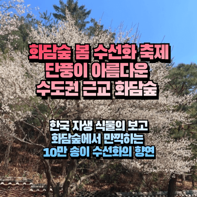 화담숲 벗꽃 나무 사진