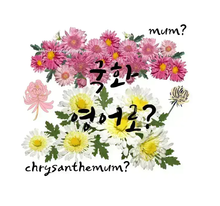 국화-영어-로-mun-chrysanthemum