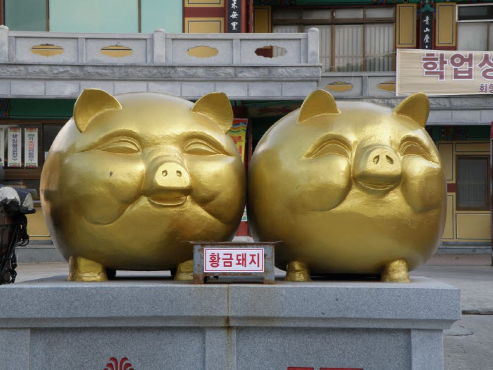 황금돼지 사진 2