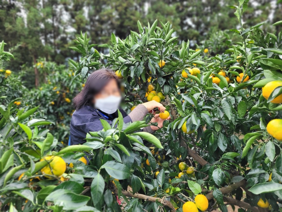 가족여행 저렴하게 대절 굿 제주도 승합차 투어 22